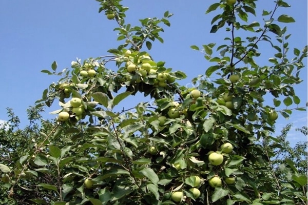 apple tree white pouring in the garden