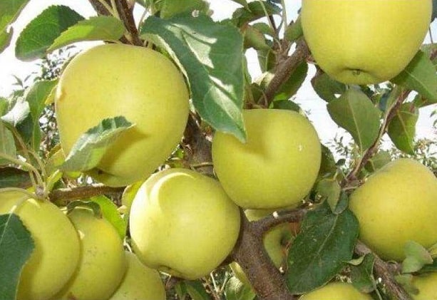 apple tree ainur