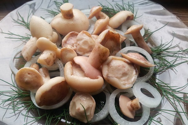 champignons salés aux oignons et herbes