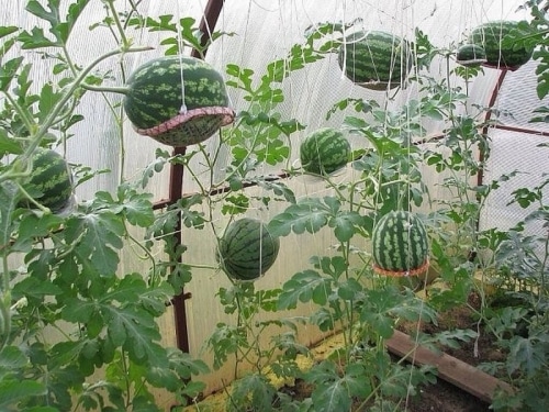 growing watermelons