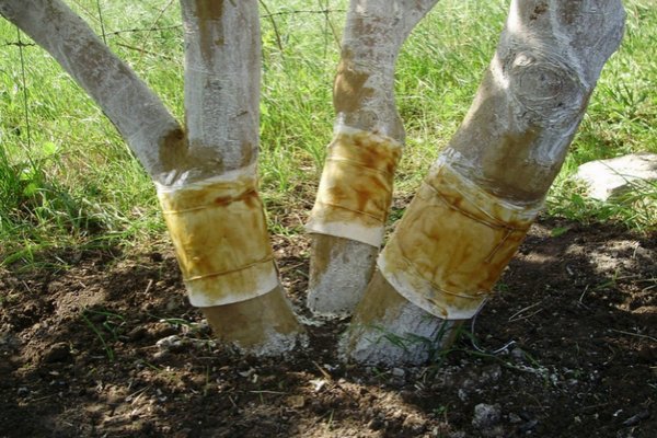 ceintures de piégeage oint sur les arbres