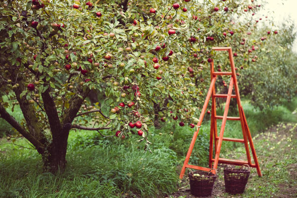 apple tree in the garden