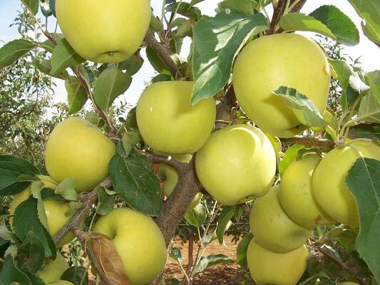 apple tree ainur