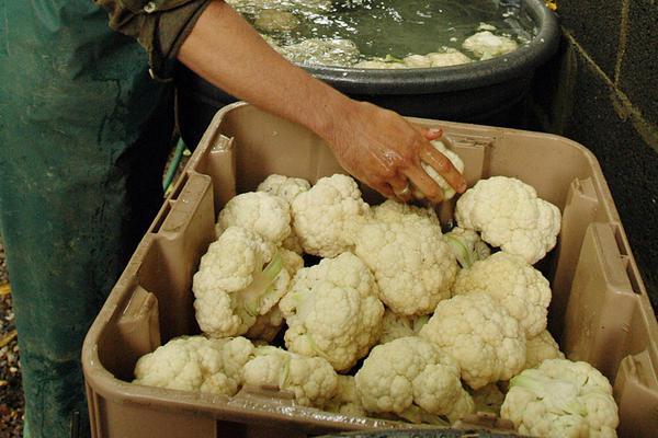 inflorescences of cauliflower