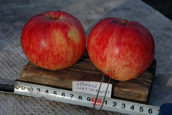 young naturalist apples on the table