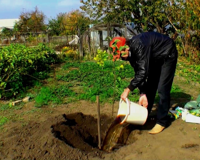 planter un pommier