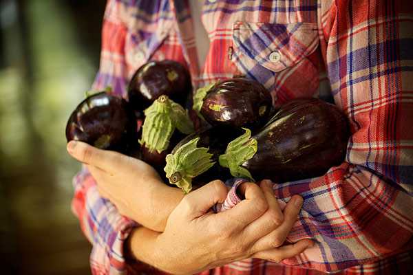 eggplant in hand