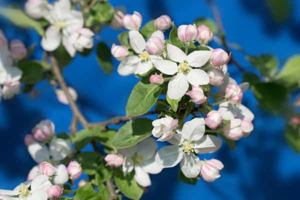 apple blossom