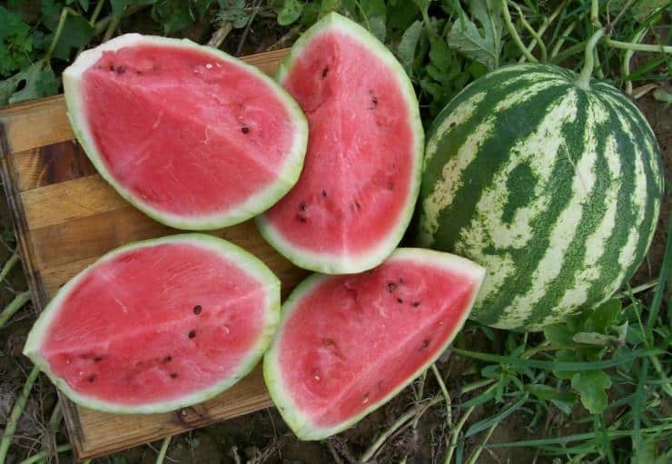 ripe watermelon