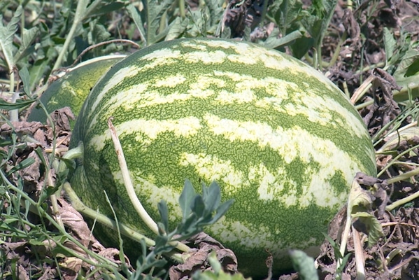 Récolter le producteur de variétés de pastèque en plein champ