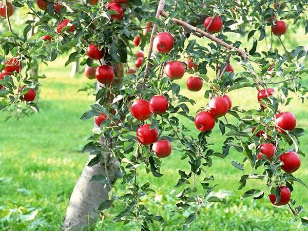 apple tree autumn joy