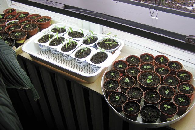 eggplant seedlings