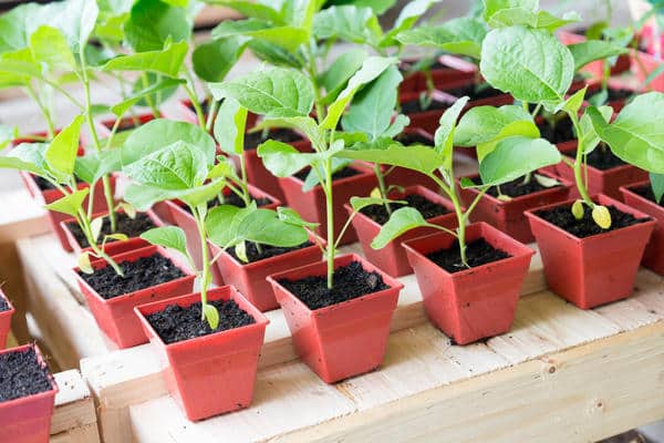 plants d'aubergine