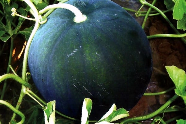 watermelon Light in the greenhouse