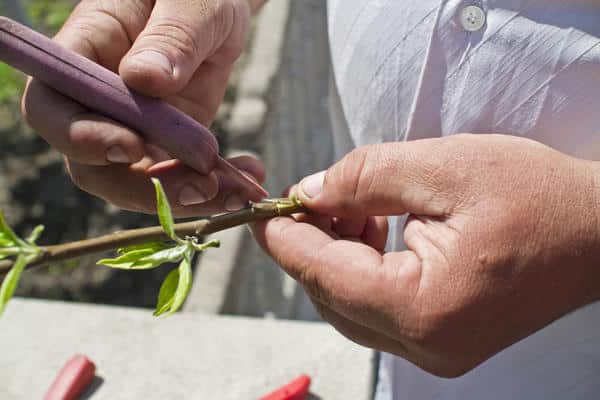 the process of processing cuttings for an apple tree