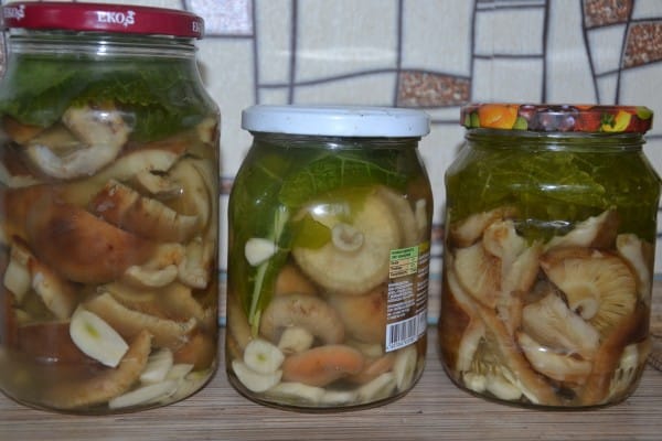 salted milk mushrooms in small jars