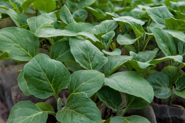 eggplant bushes