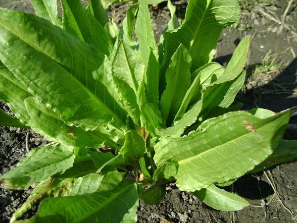 Spinach sorrel