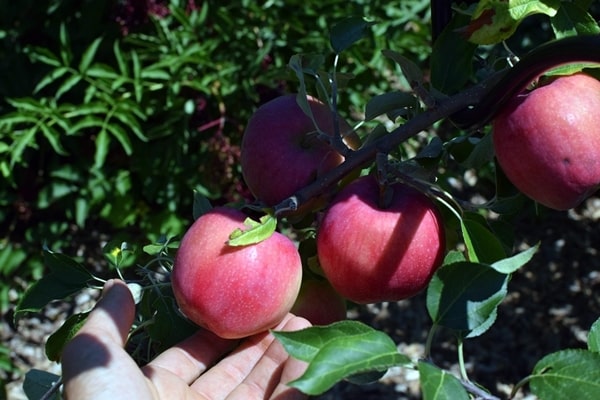 Williams Pride apple tree