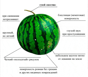 Kuinka helppoa on määrittää vesimelonin kypsyys puutarhassa, parhaat menetelmät miten sitä ei tehdä