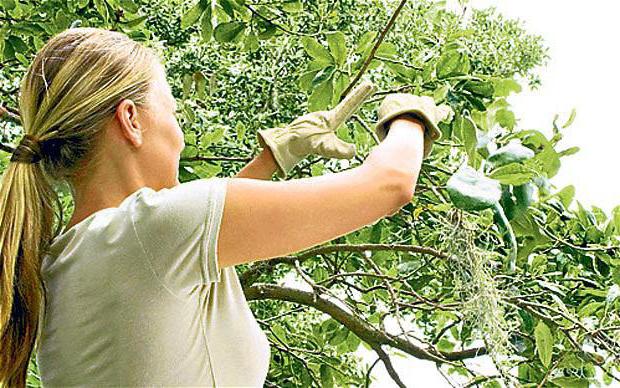 apple pruning