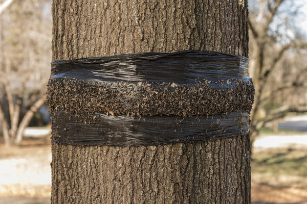 Atrapando el cinturón en un árbol