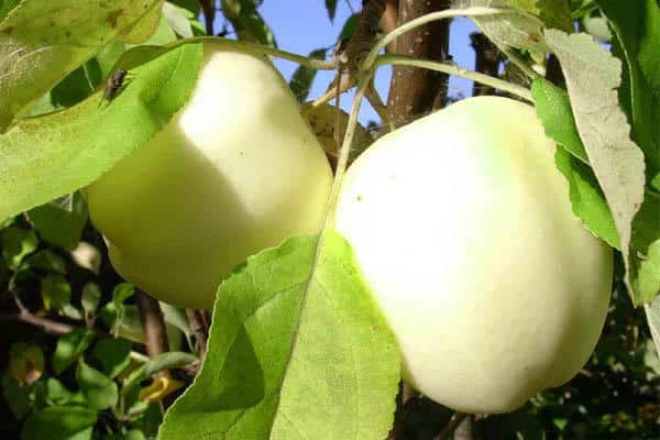 frutos de relleno blanco