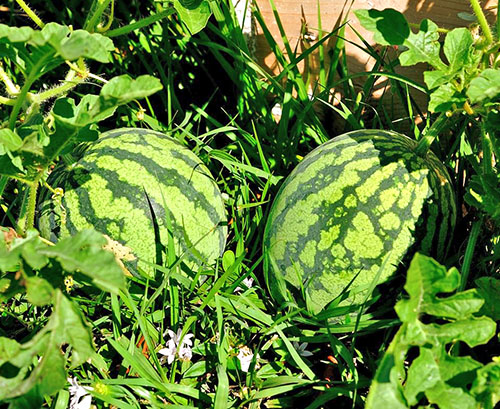 ripe watermelon