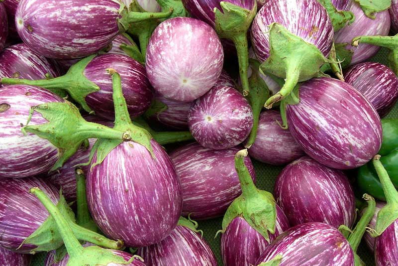 Aubergine de marin