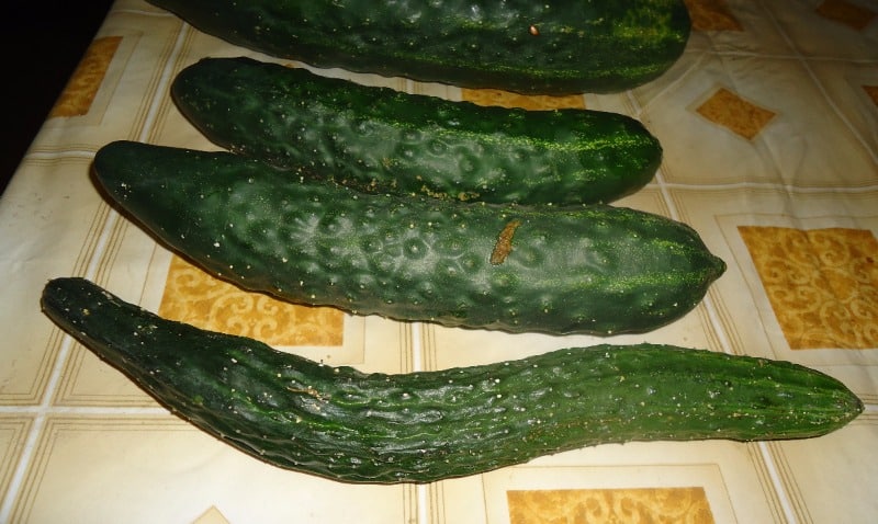 chinese cucumbers