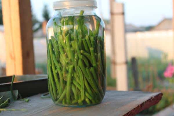 pickled arrows in a jar