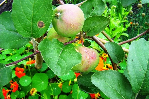 Arbre de Rossosh rayé dans le jardin