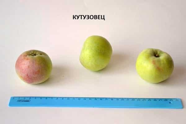 tamaños de las variedades de manzana Kutuzovets