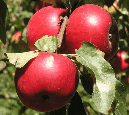 Coupes de pommier