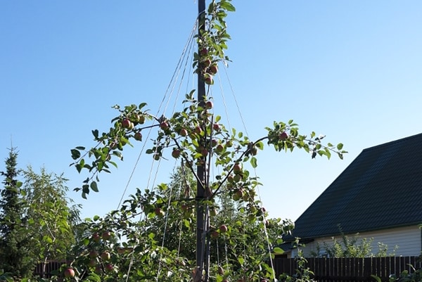 árbol joven naturalista