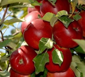 Una descripción completa de la variedad de manzano de otoño de mamá y sus características.