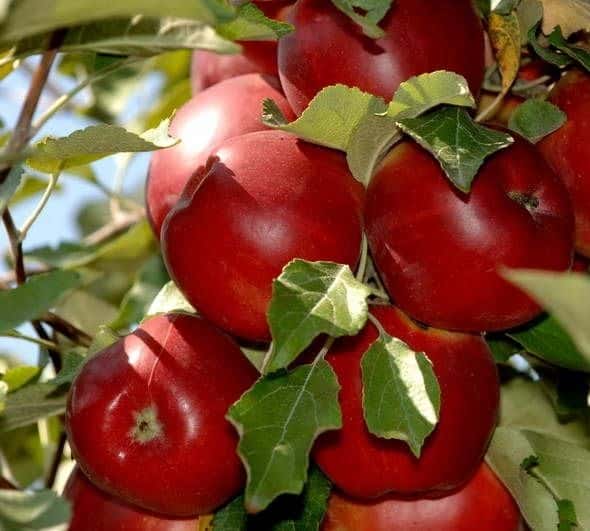 Apple tree cups