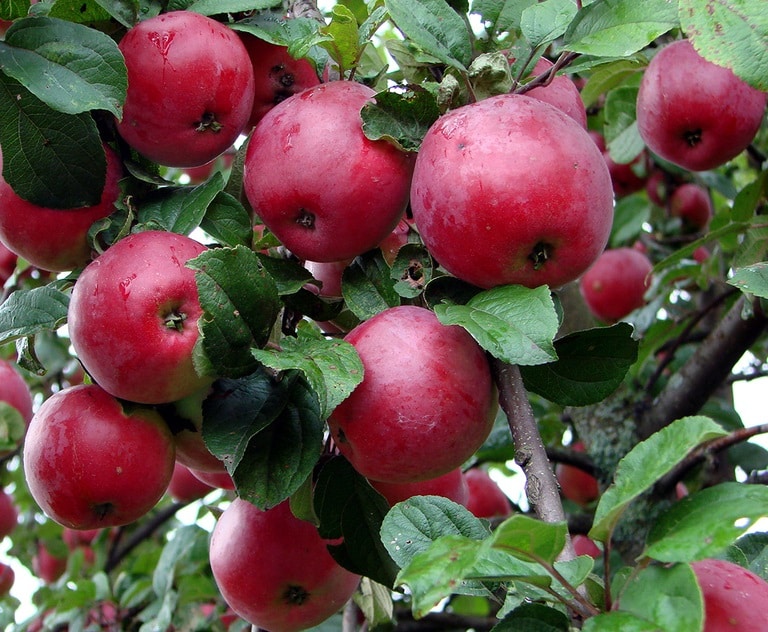 pommier automne joie