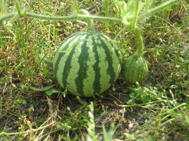 ripe watermelon