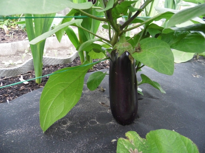 ripe eggplant