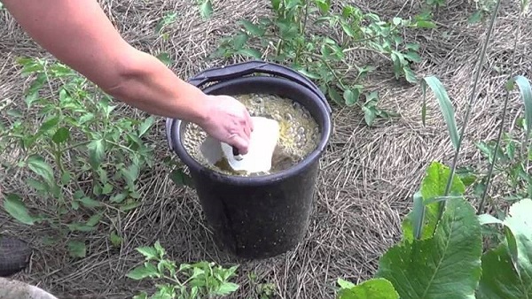 feeding watermelon