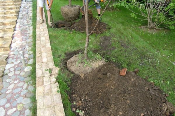 planter un pommier