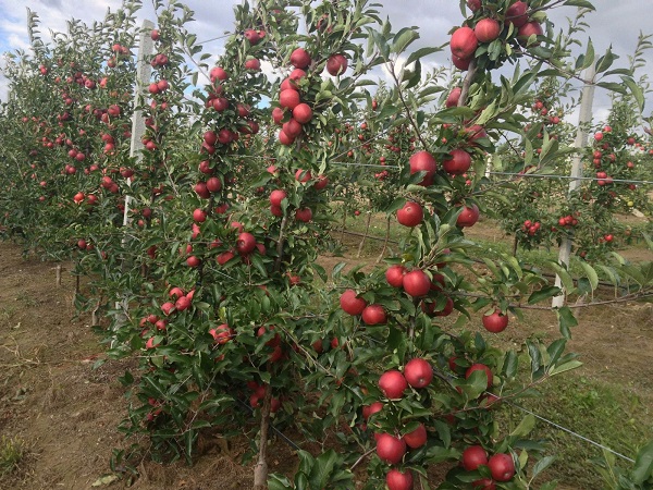 deliciosos manzanos