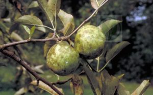 Hoe om te gaan met roetzwam op een appelboom, chemicaliën en biologische producten voor behandeling