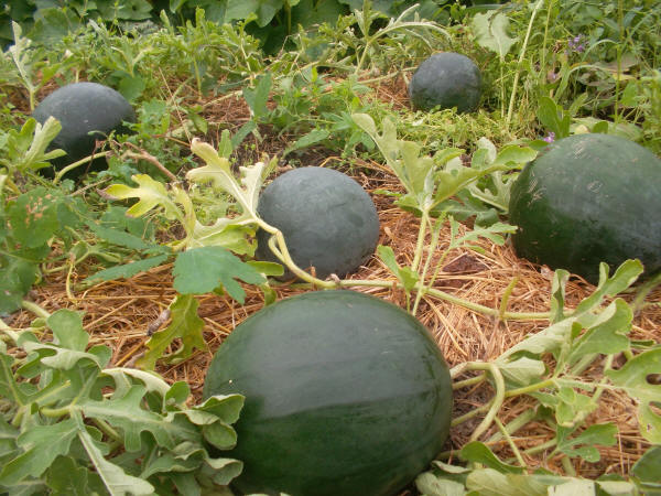 Growing watermelons in a greenhouse