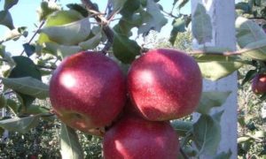 Advantages and disadvantages, characteristics and description of the Krasnaya Gorka apple variety