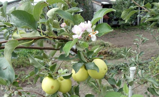 apple tree ainur