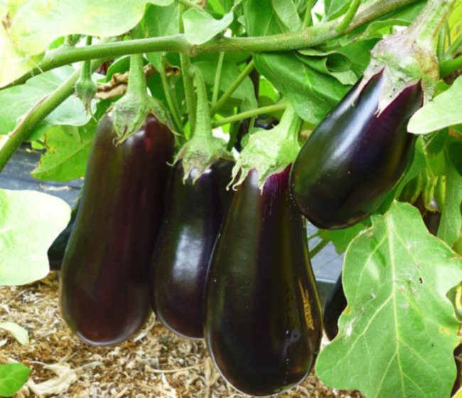 eggplant on branches