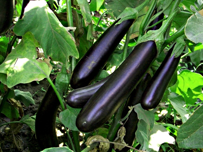 eggplant growing