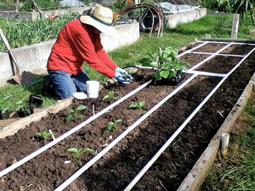 eggplant growing